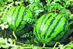 泰国西瓜最新爆料新闻,揭秘神秘事件背后的真相