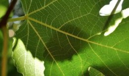 树叶最新爆料视频大全